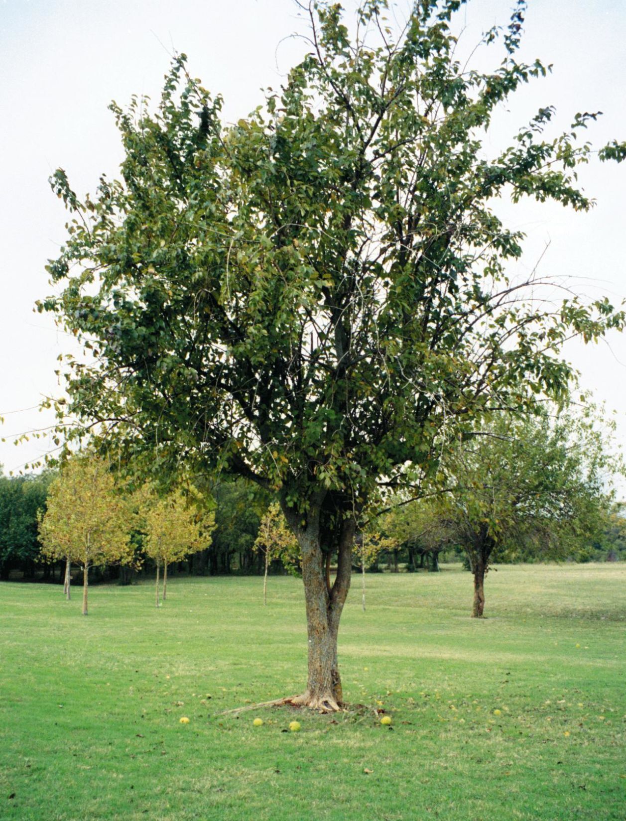 NSW_30boisdarc2